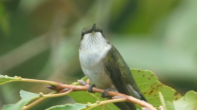 Ruby-throated Hummingbird - ML609207235