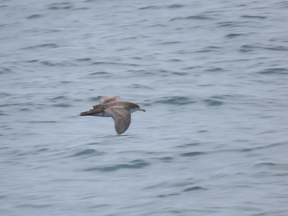Pink-footed Shearwater - ML609207294