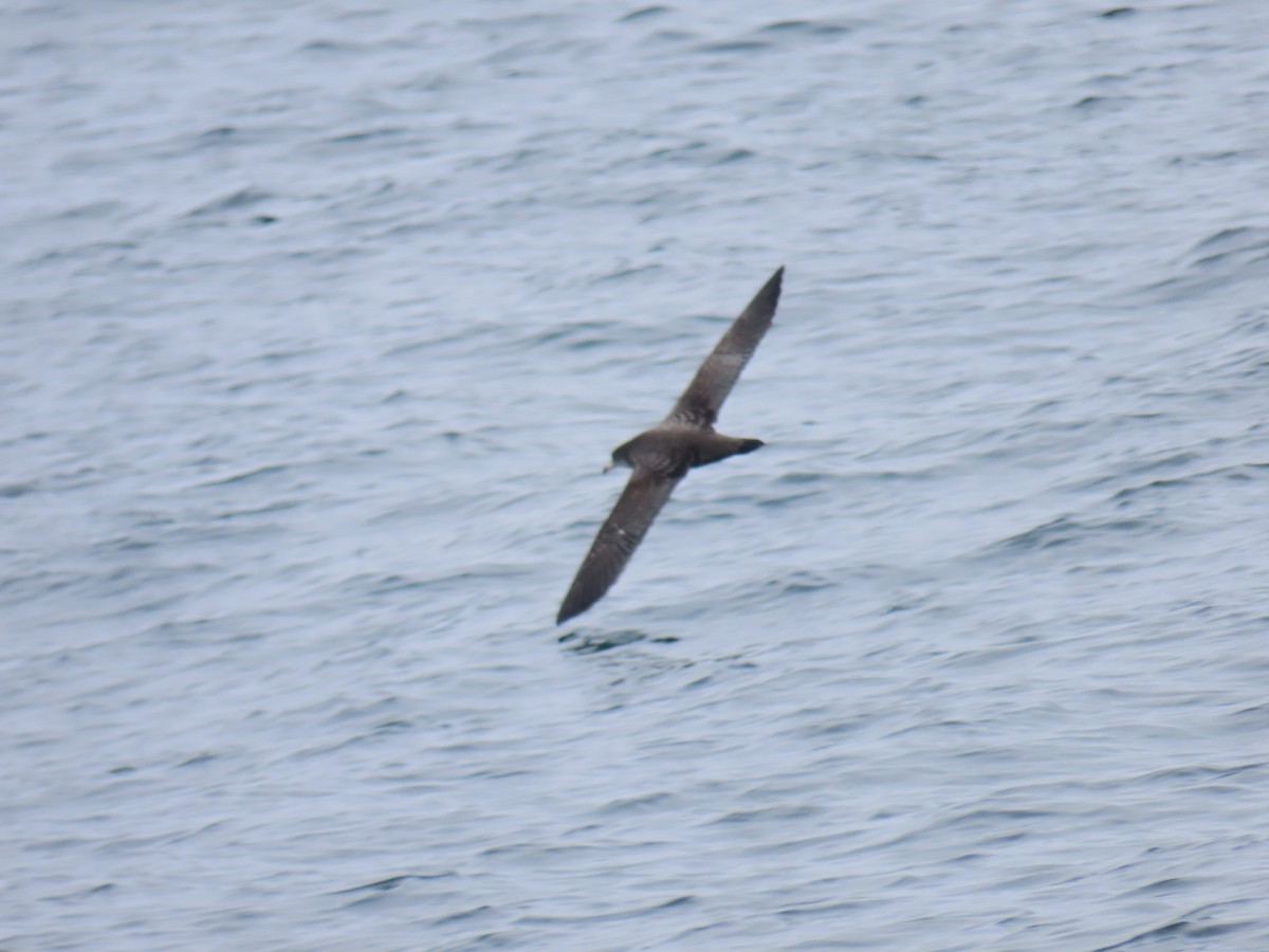 Pink-footed Shearwater - ML609207295