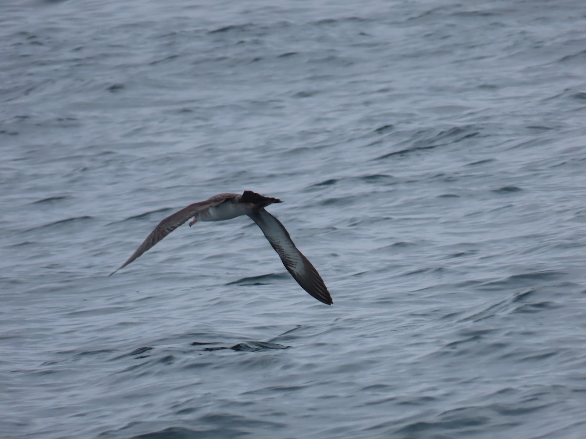 Pink-footed Shearwater - ML609207296
