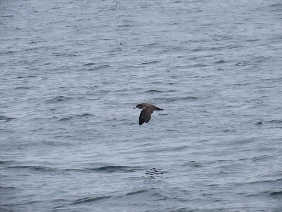 Pink-footed Shearwater - ML609207297