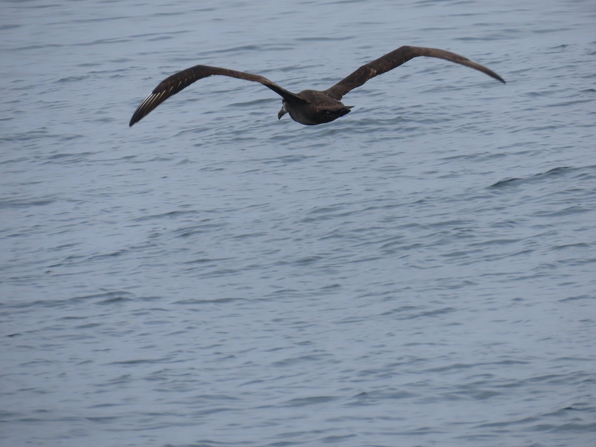 Black-footed Albatross - ML609207356