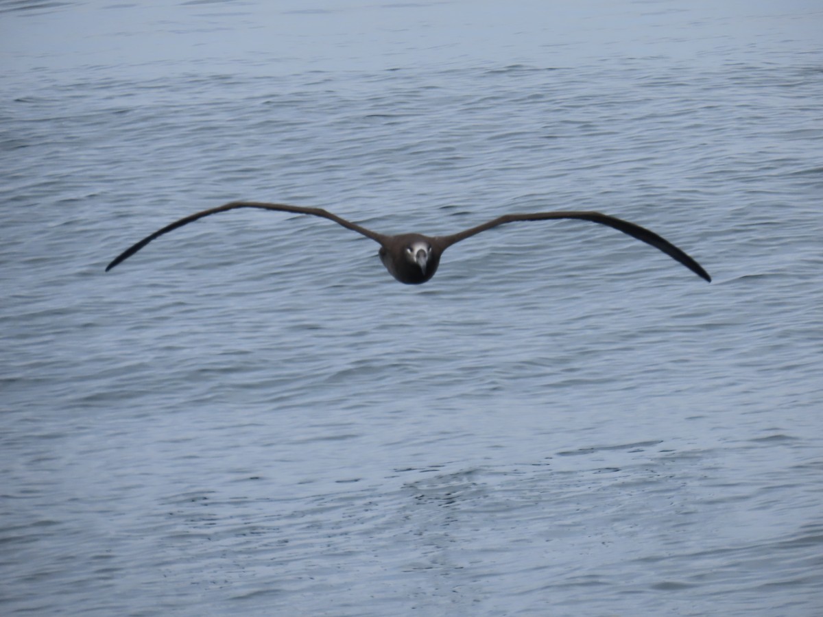 Black-footed Albatross - ML609207358