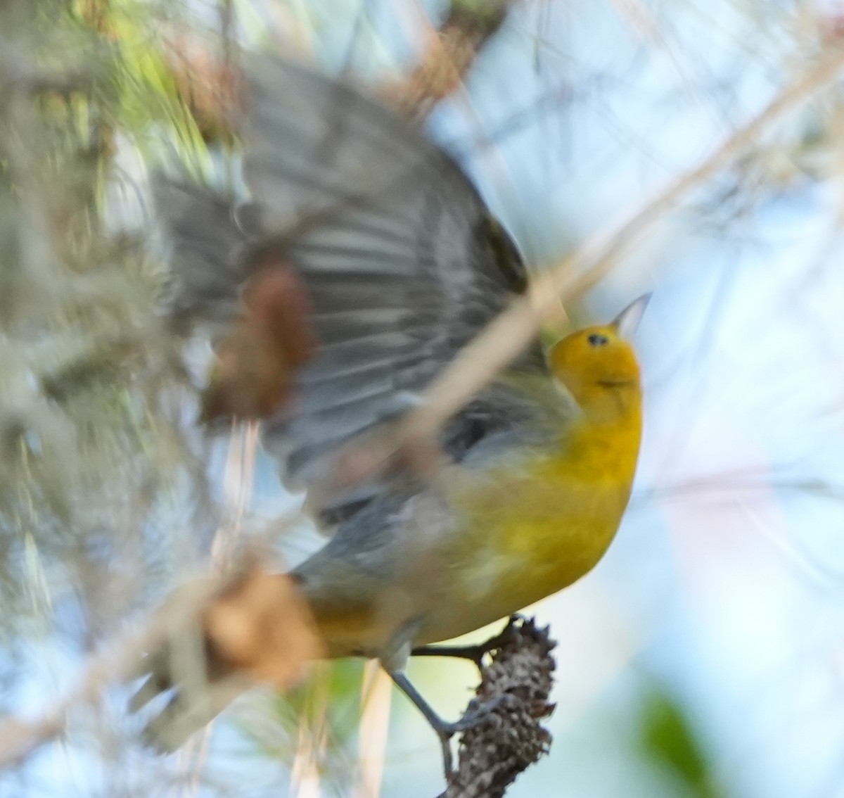 Prothonotary Warbler - ML609207367