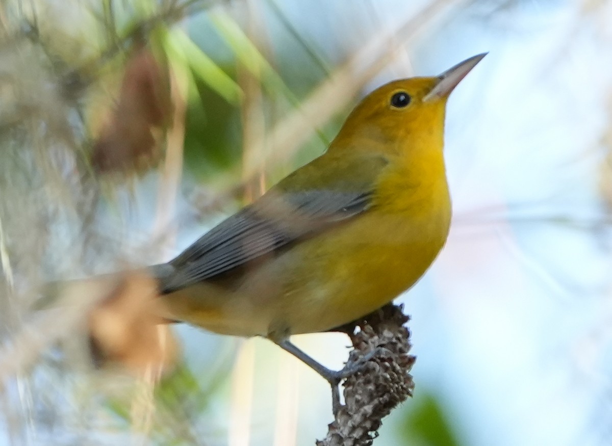 Prothonotary Warbler - ML609207386