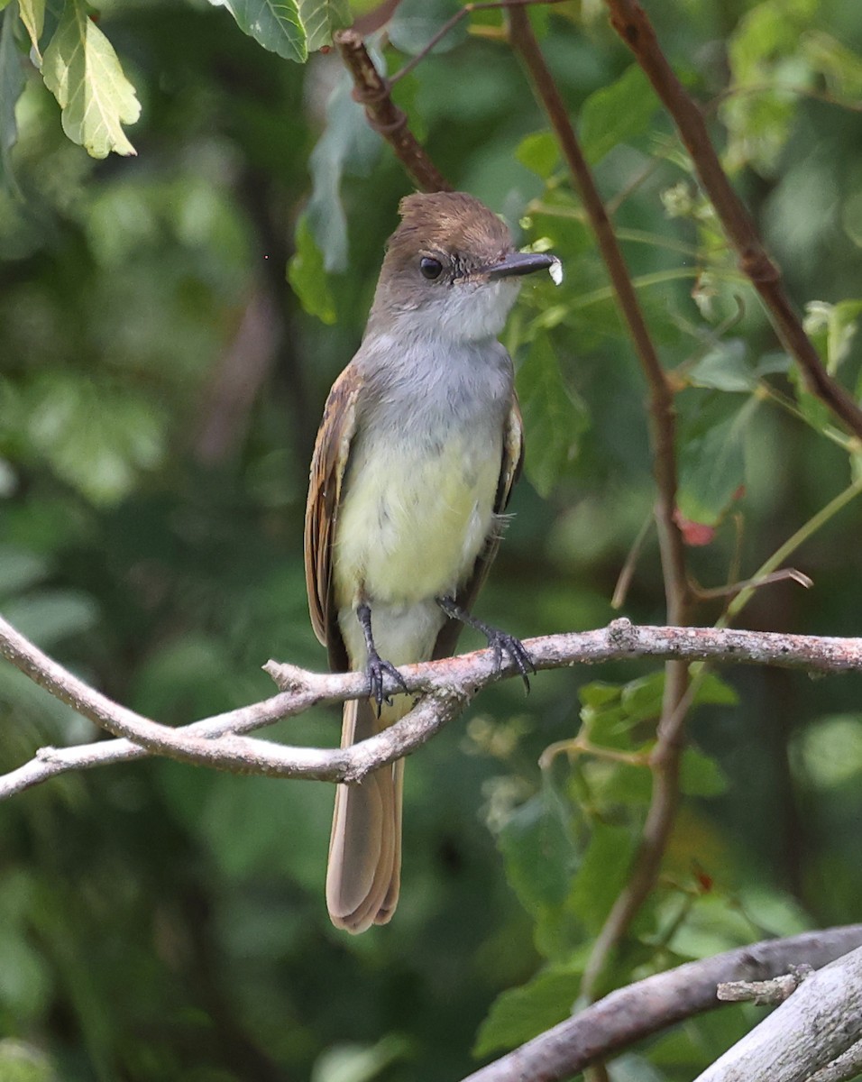 Ash-throated Flycatcher - Charlie Trapani