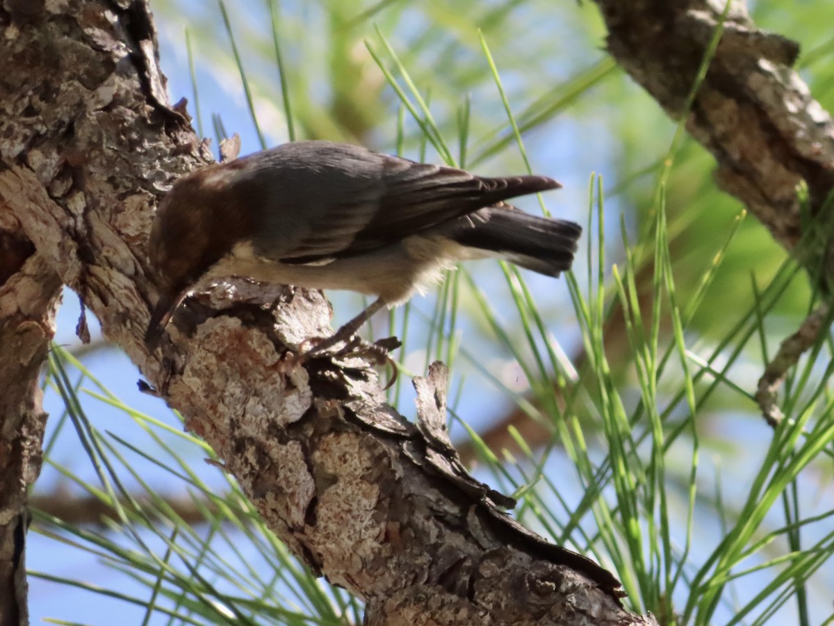 Brown-headed Nuthatch - ML609207488