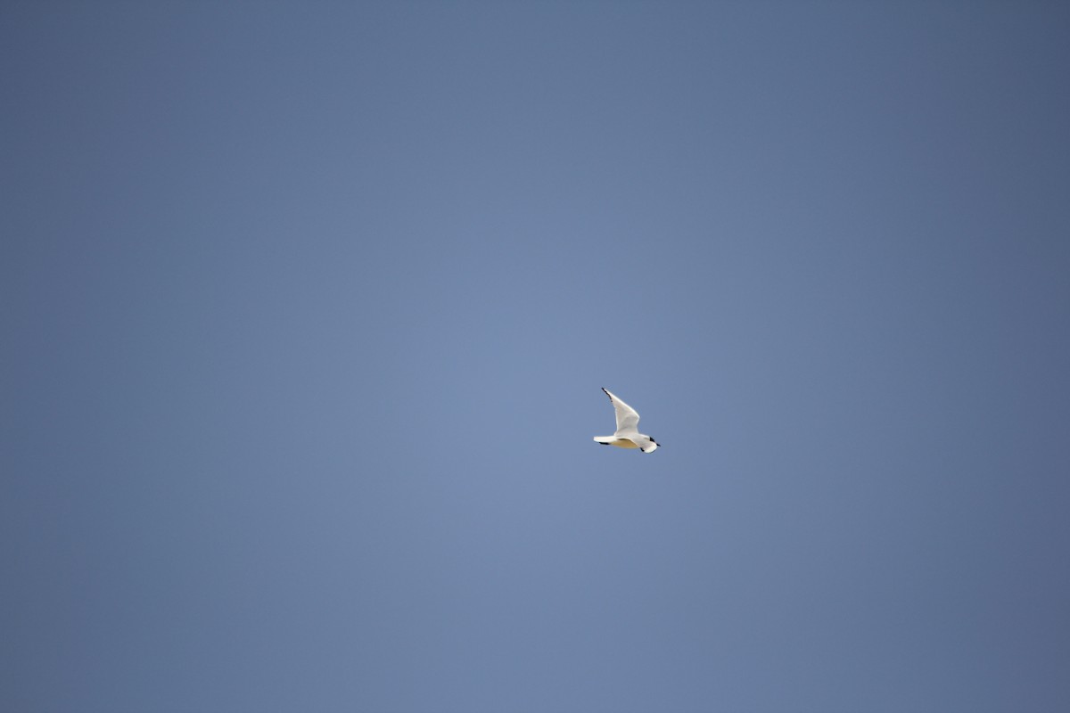 Black-headed Gull - ML609207554