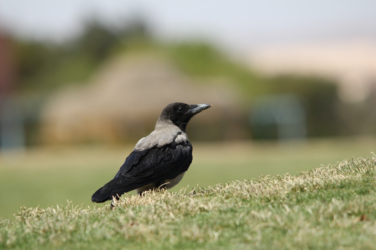 Hooded Crow - ML609207560