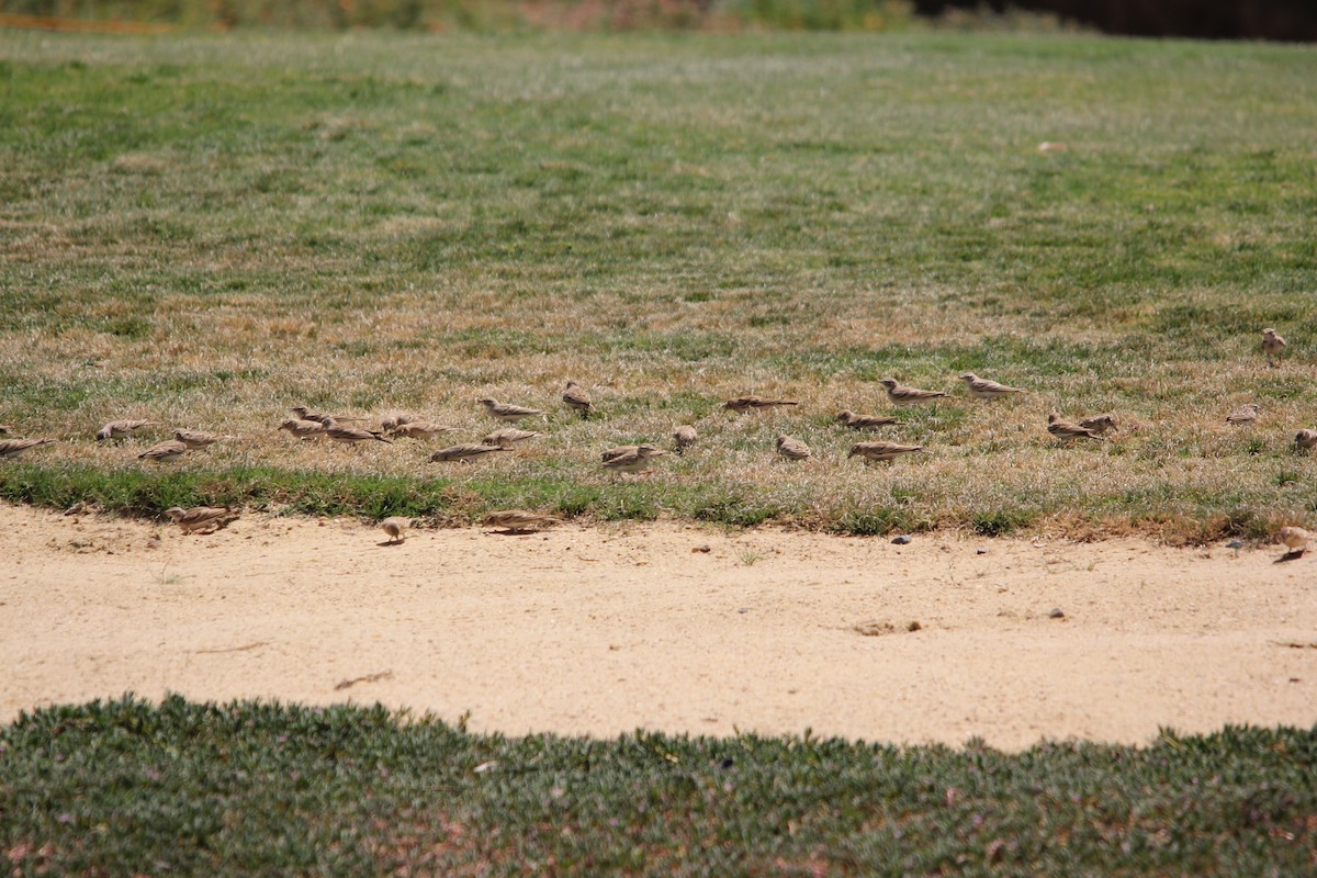 Greater Short-toed Lark - ML609207562
