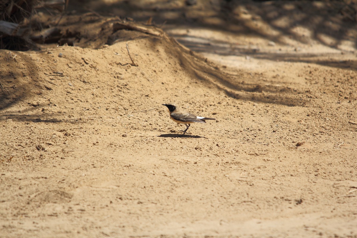 Eastern Black-eared Wheatear - ML609207583