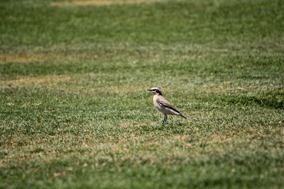 Northern Wheatear - ML609207637