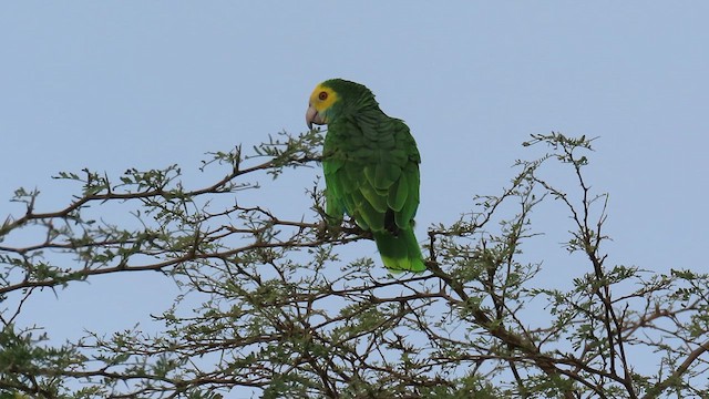Yellow-shouldered Parrot - ML609207826