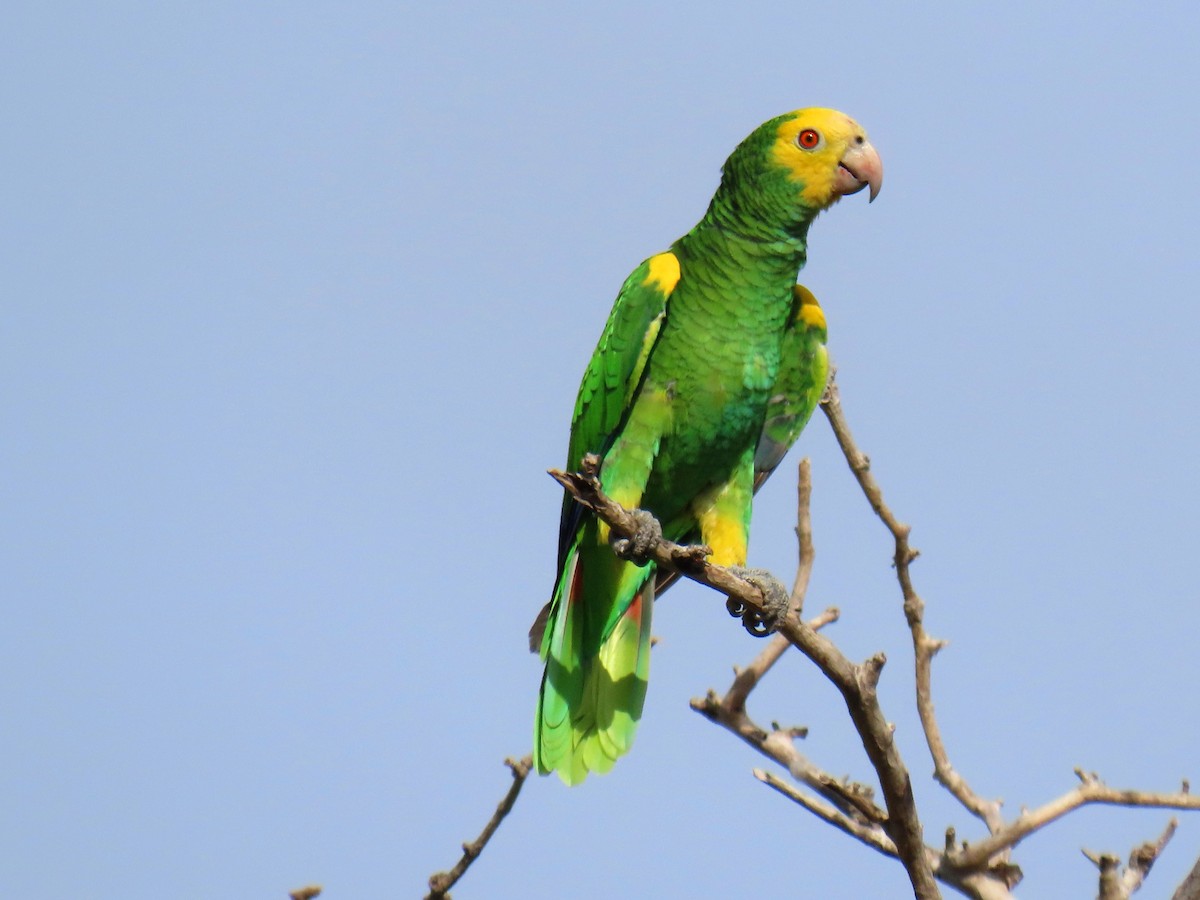Yellow-shouldered Parrot - ML609207871