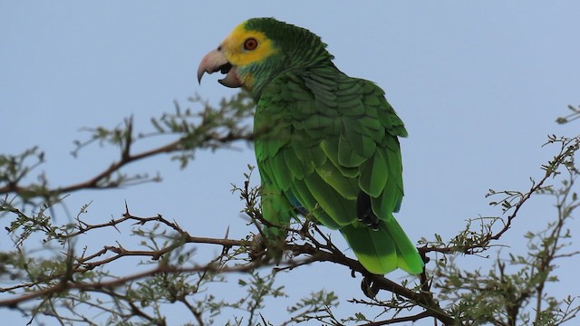 Yellow-shouldered Parrot - ML609207884