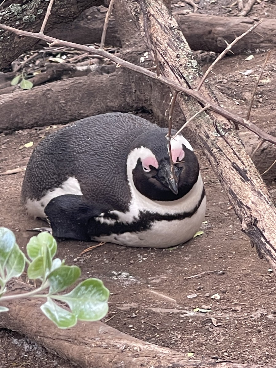Pingüino de El Cabo - ML609208058