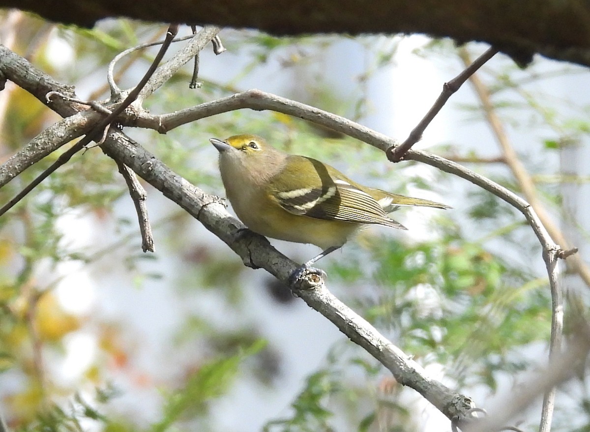 Ak Gözlü Vireo - ML609208121