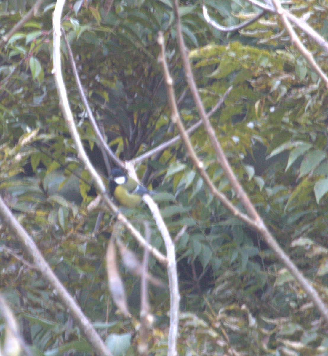 Green-backed Tit - ML609208325