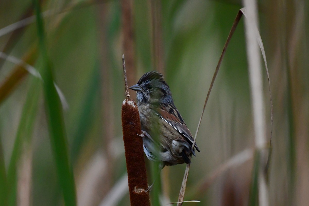 Swamp Sparrow - ML609208397