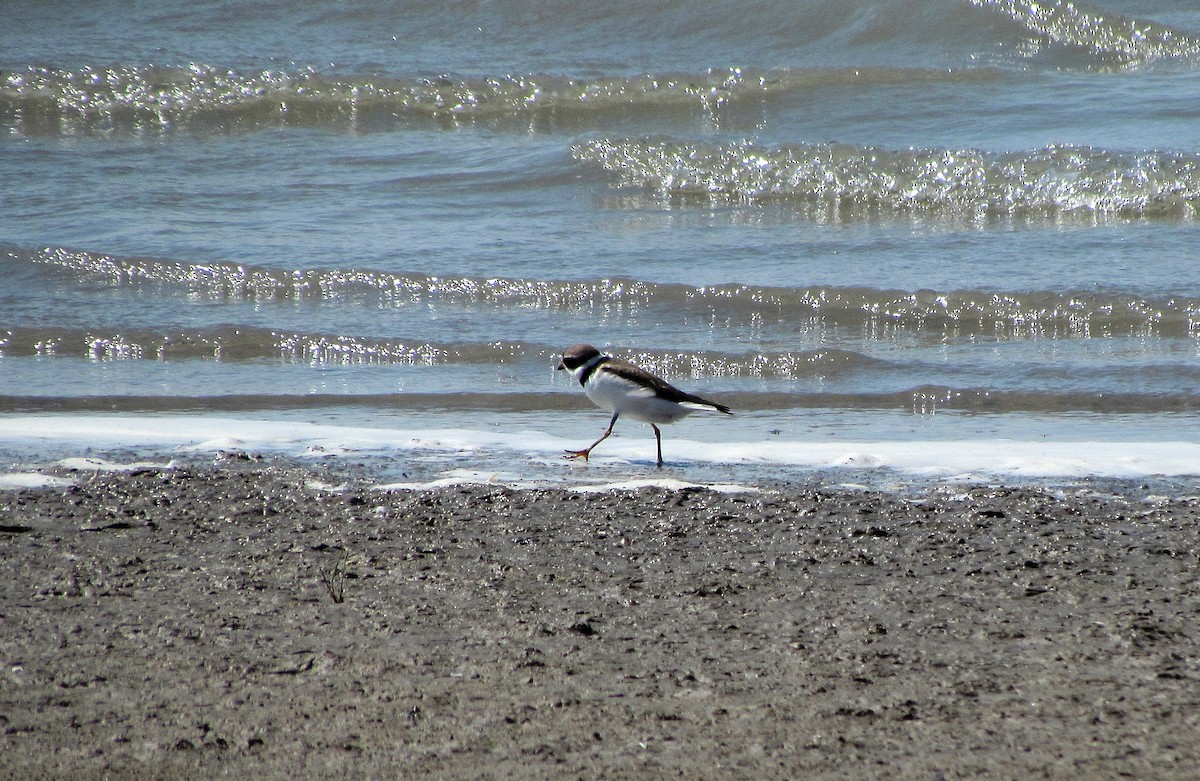 Semipalmated Plover - ML609208467