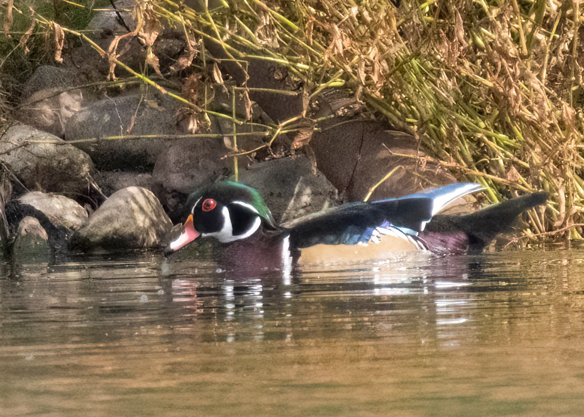 Wood Duck - ML609208506