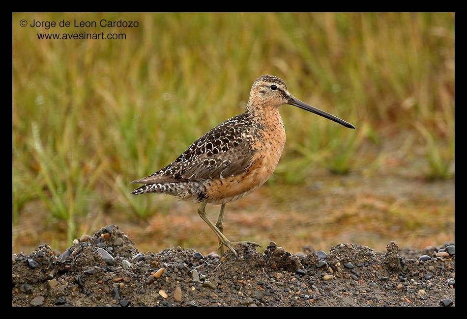 Long-billed Dowitcher - ML609208596
