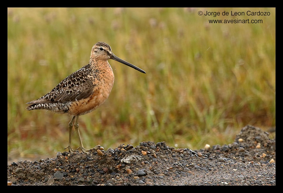 Long-billed Dowitcher - ML609208597