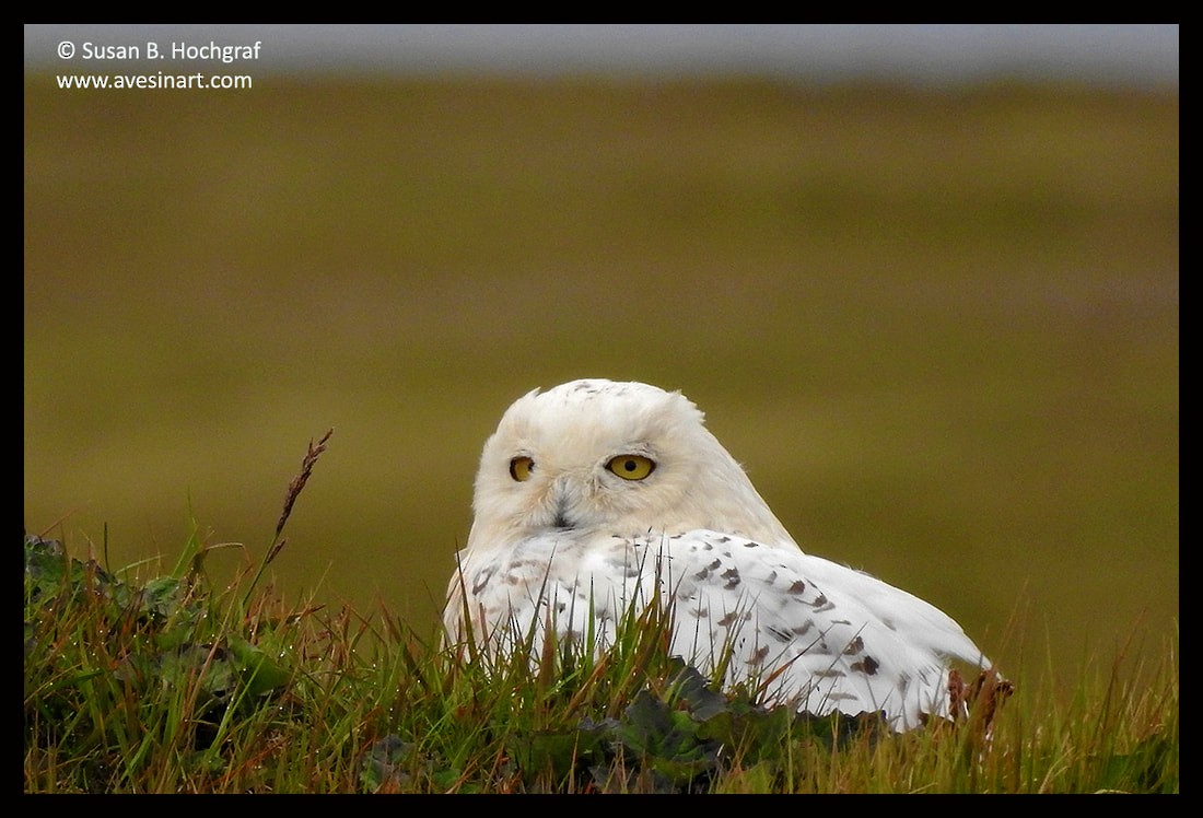 Snowy Owl - ML609208720