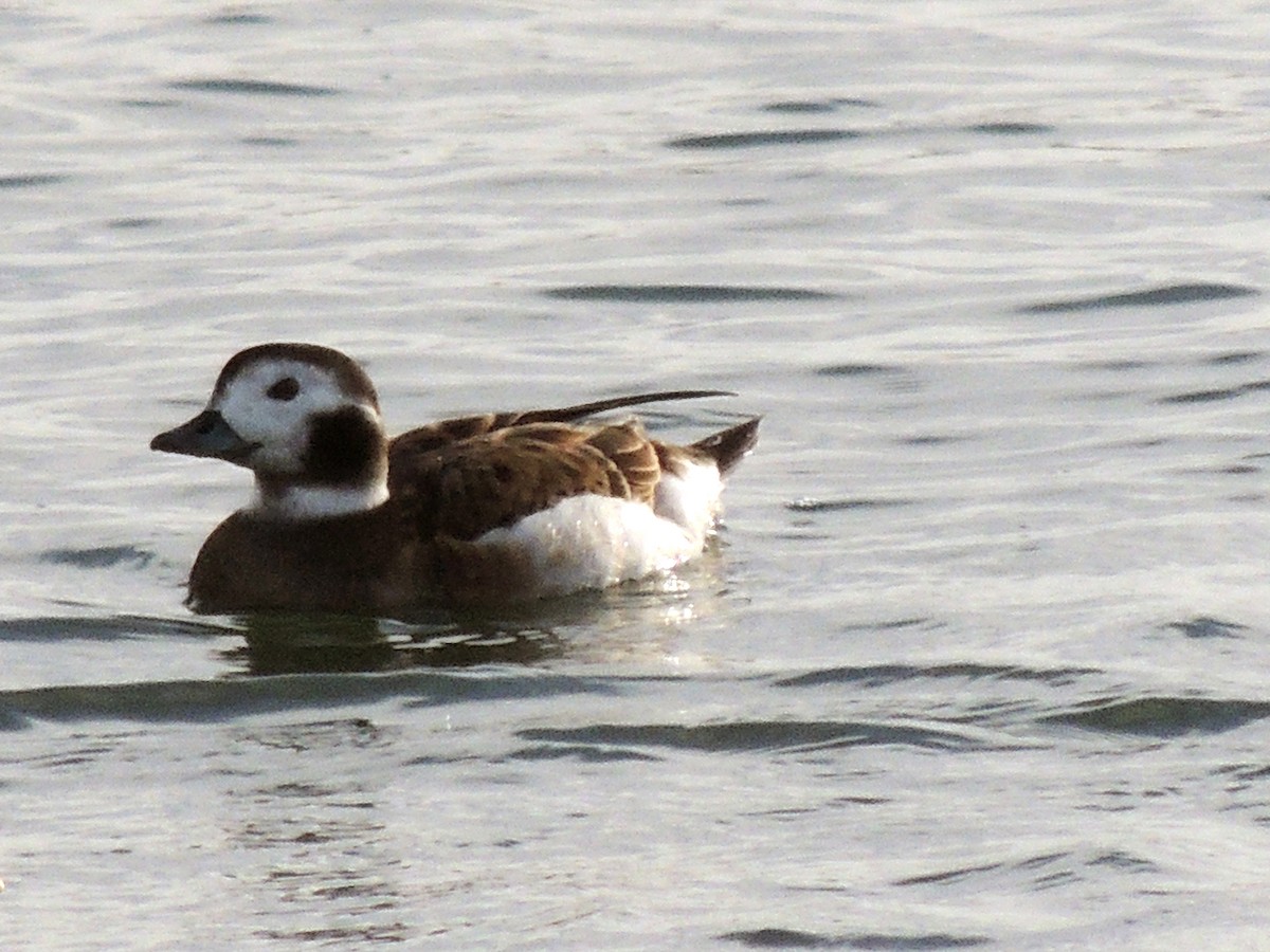 Long-tailed Duck - ML609208726