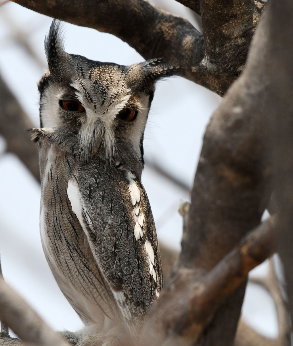 Southern White-faced Owl - ML609208738