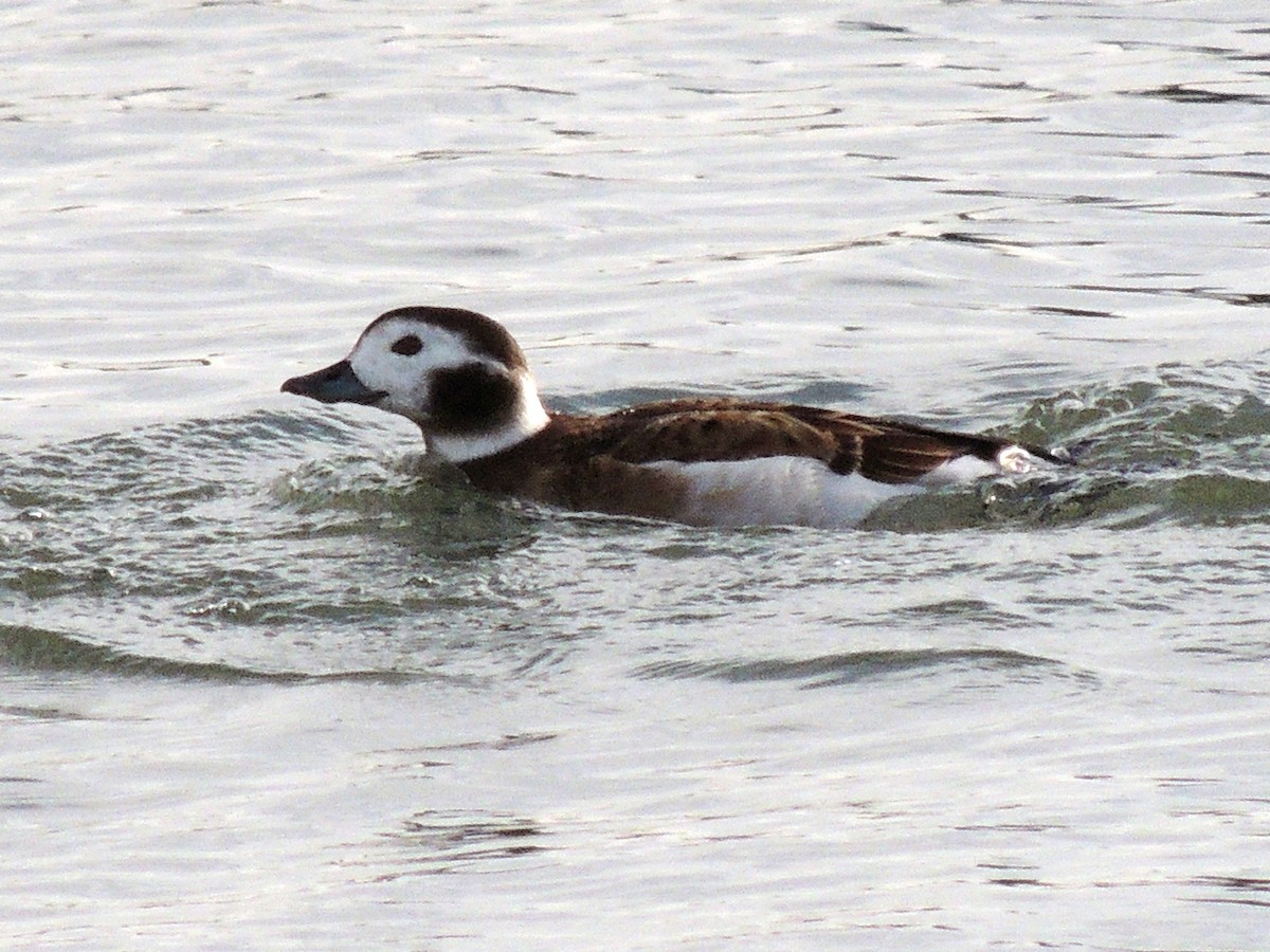 Long-tailed Duck - ML609208749