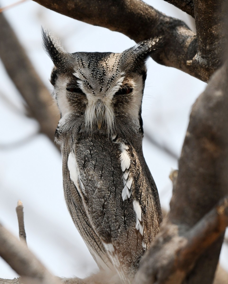 Southern White-faced Owl - ML609208770