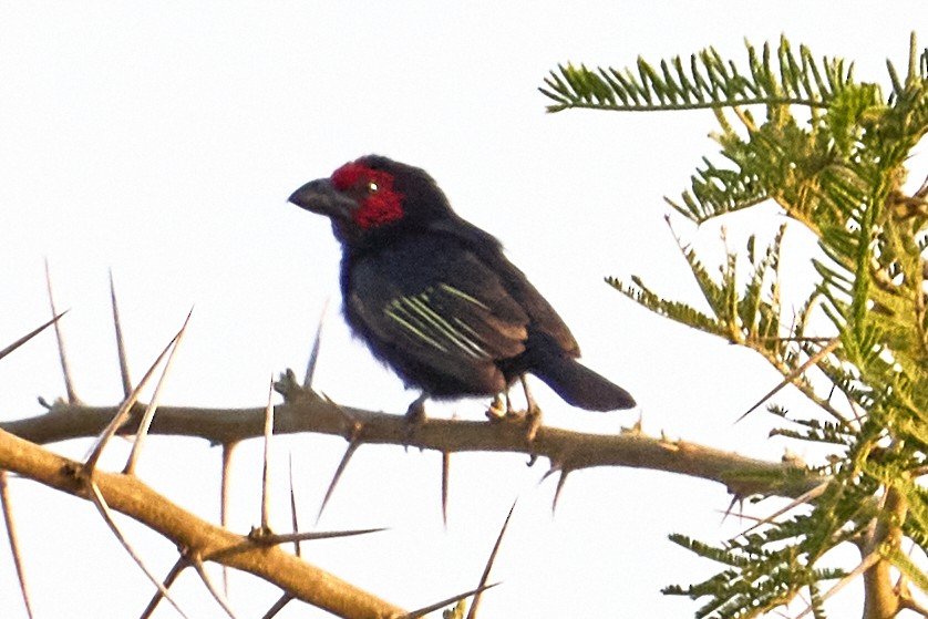 Red-faced Barbet - ML609208815