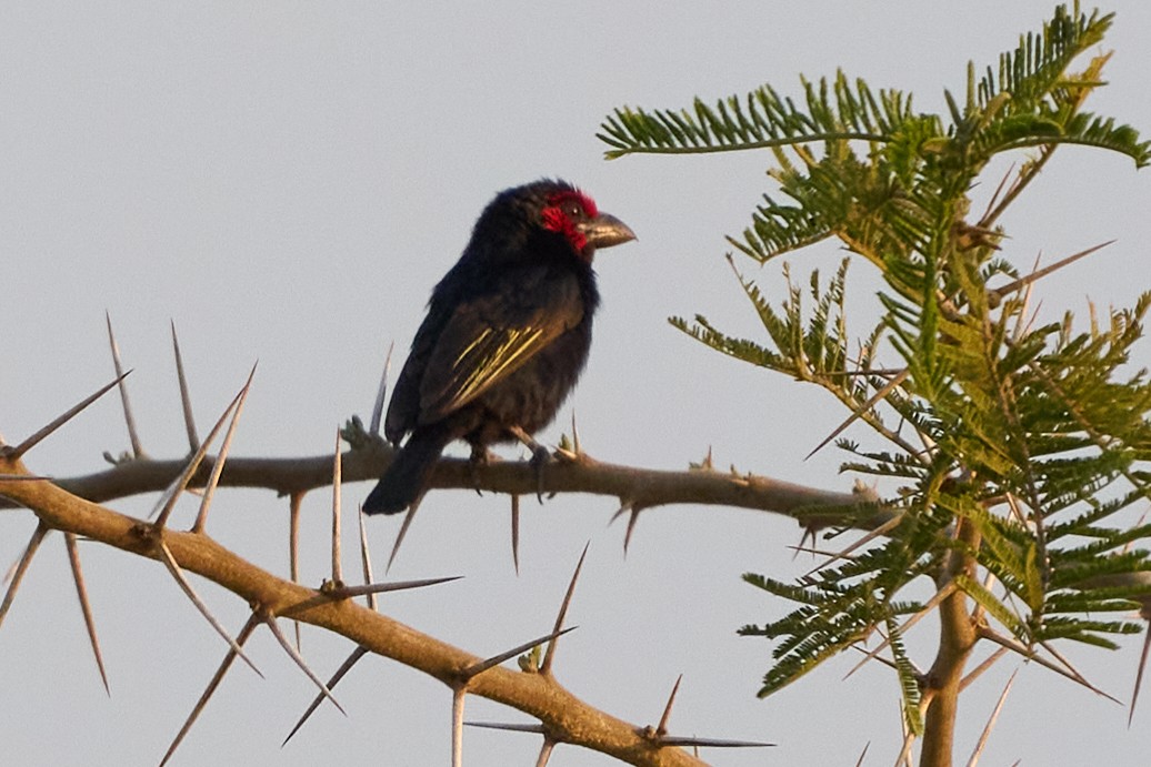 Red-faced Barbet - ML609208816