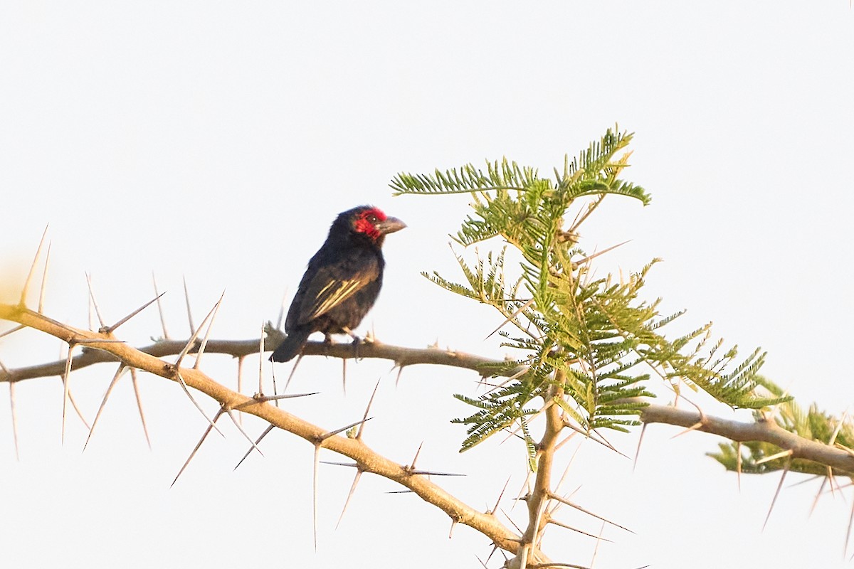 Red-faced Barbet - ML609208817