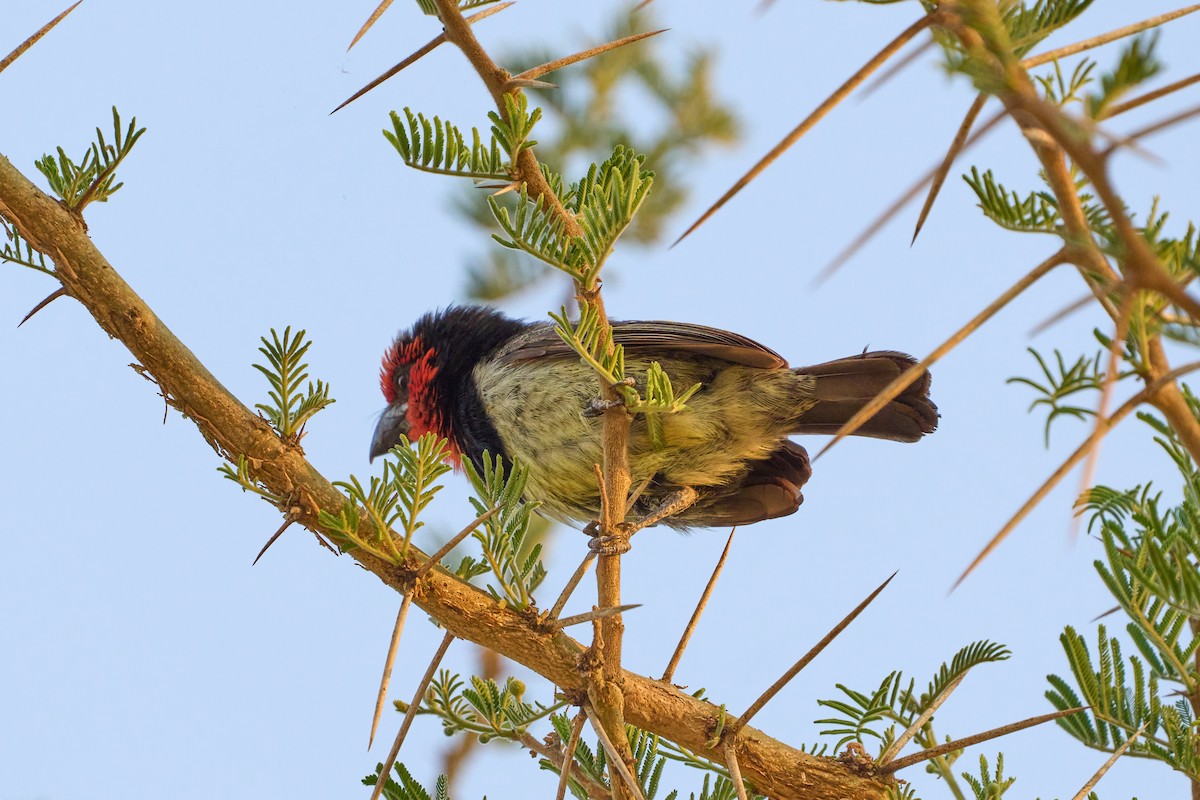 Red-faced Barbet - ML609208819