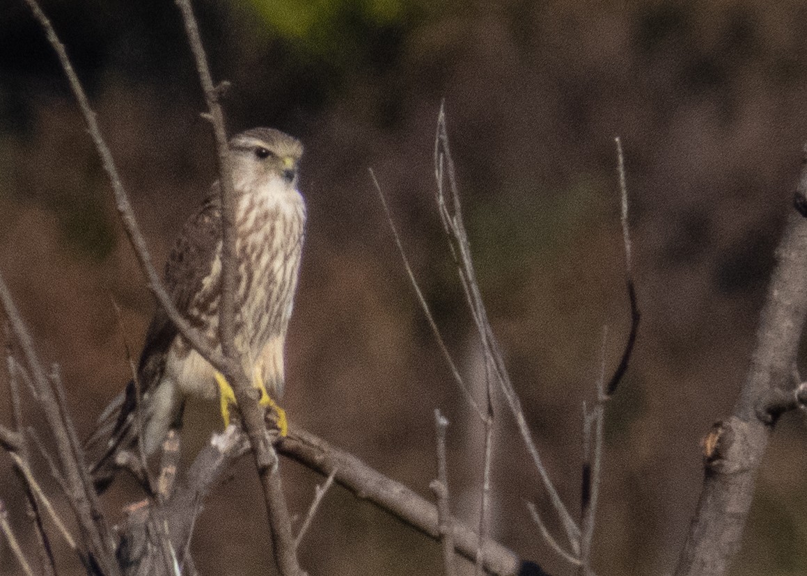 Merlin - ML609208823
