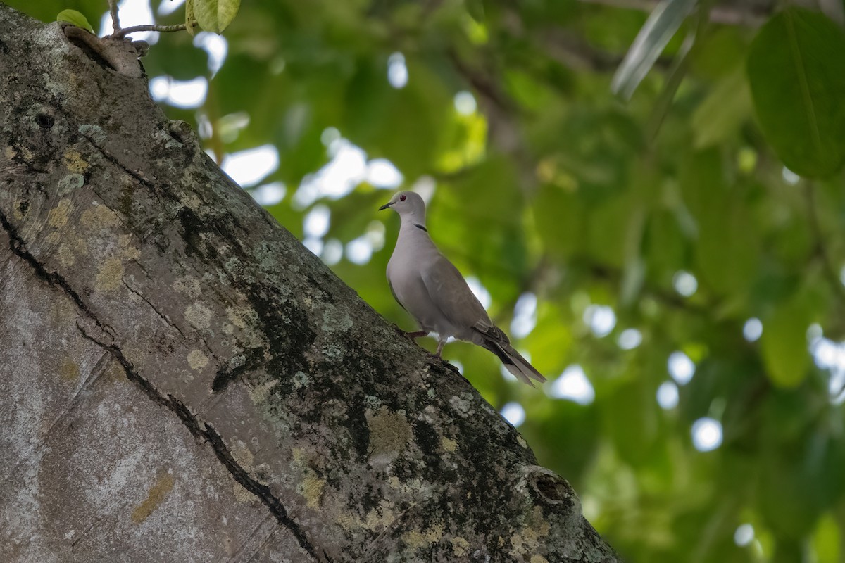 Eurasian Collared-Dove - ML609209059