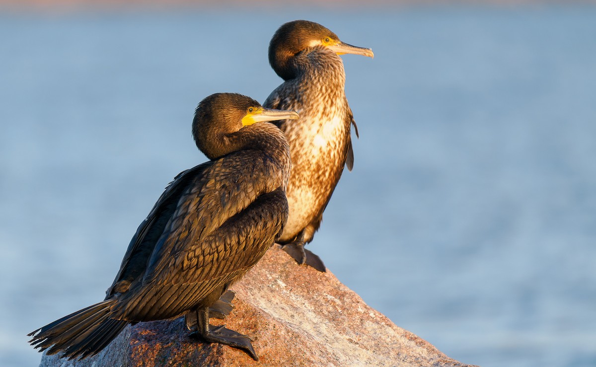 Great Cormorant - ML609209152