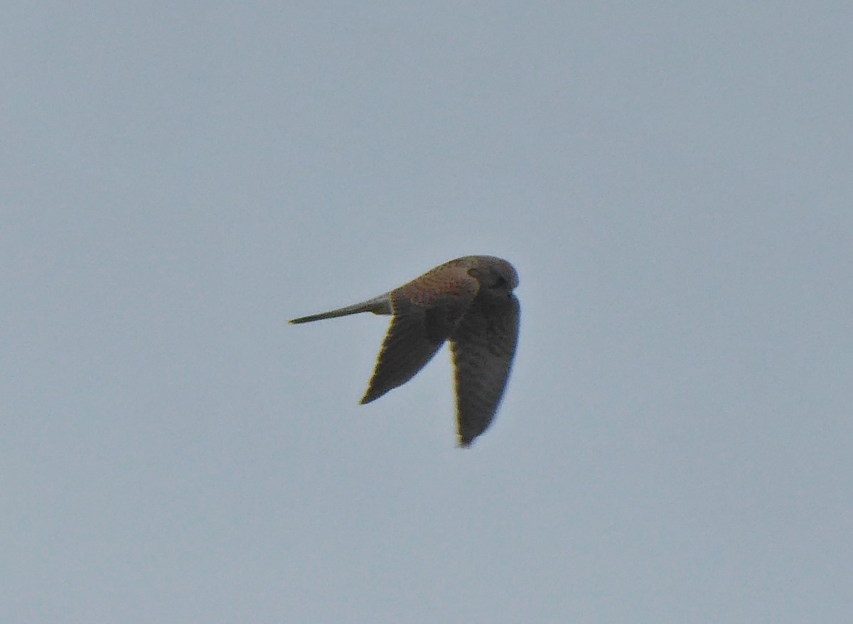 Eurasian Kestrel - ML609209208