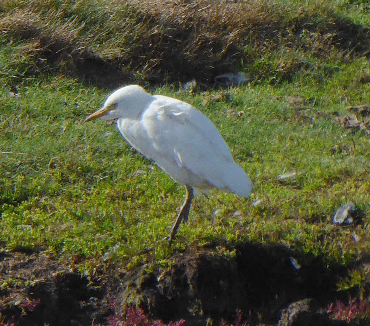 Cattle Egret - ML609209216