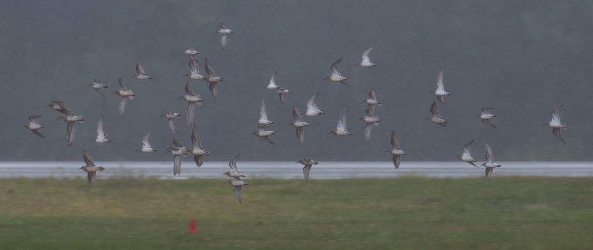 Pectoral Sandpiper - ML609209318