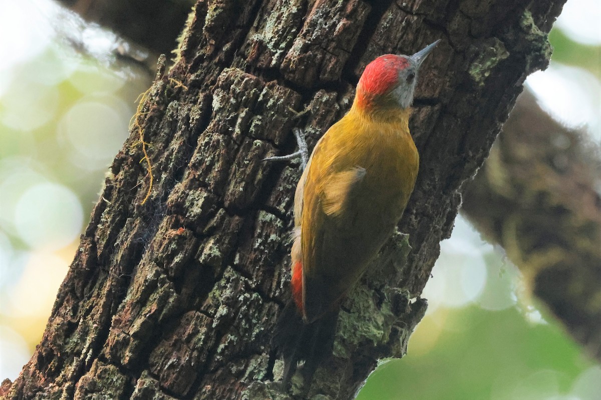 Olive Woodpecker (Southern) - ML609209696
