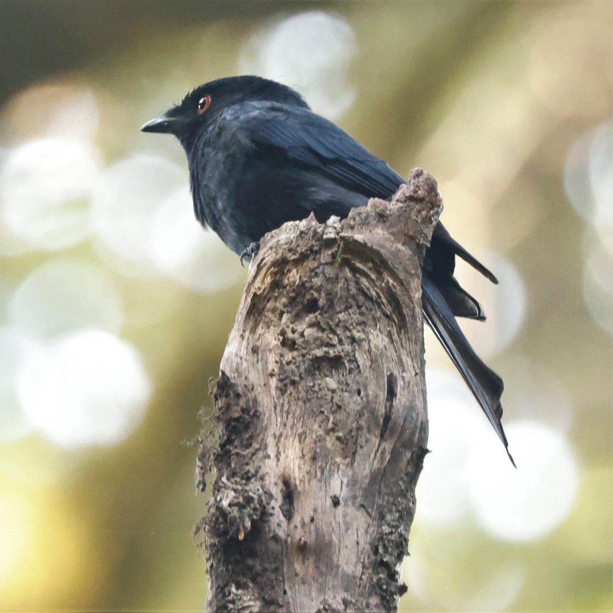Square-tailed Drongo - ML609209704