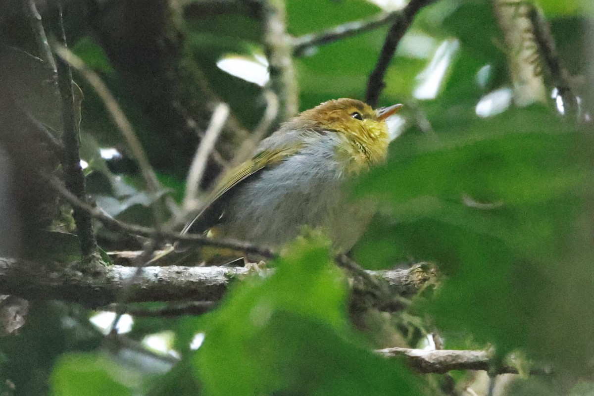 Yellow-throated Woodland-Warbler - ML609209723