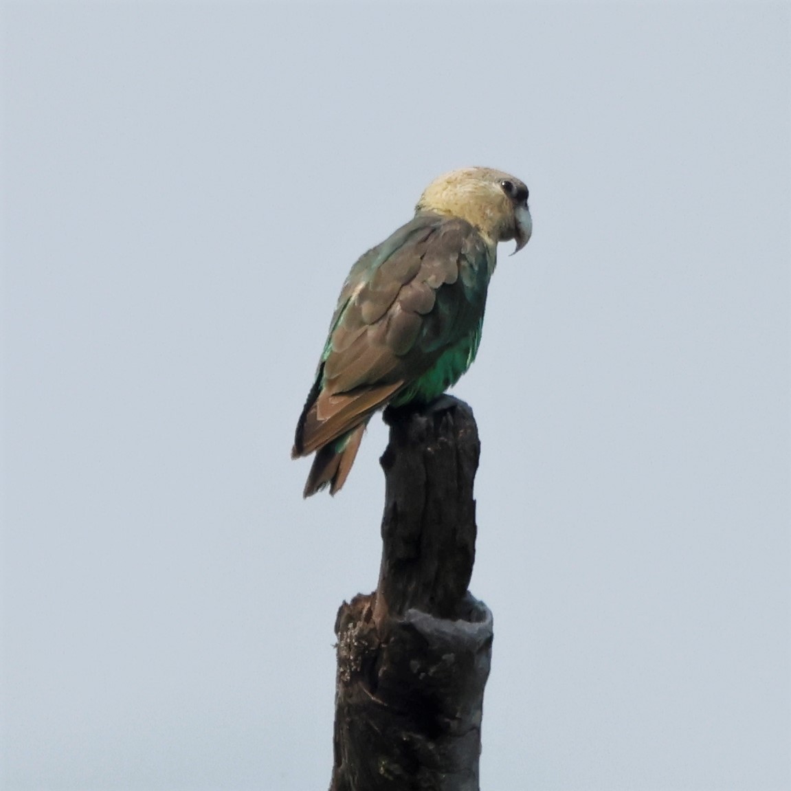 Cape Parrot - John Mills