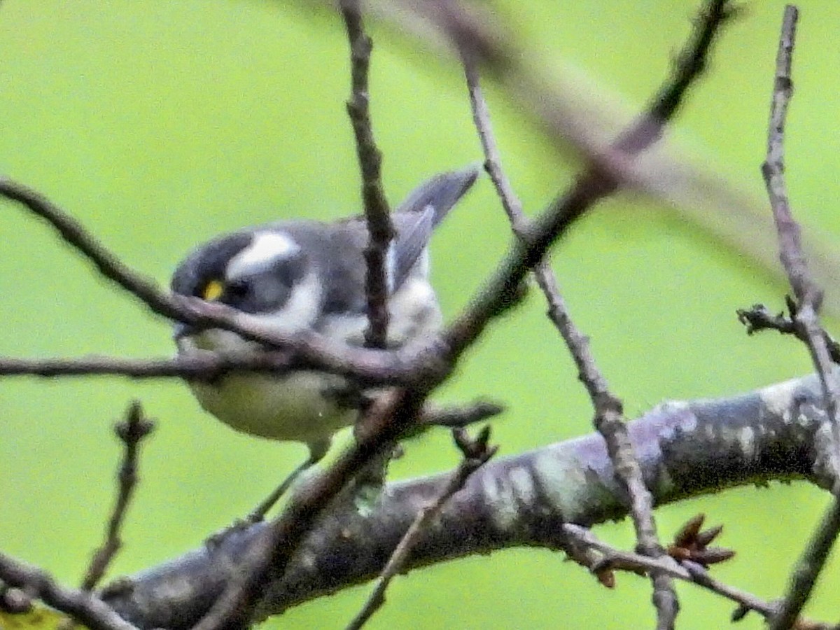 Black-throated Gray Warbler - ML609209845