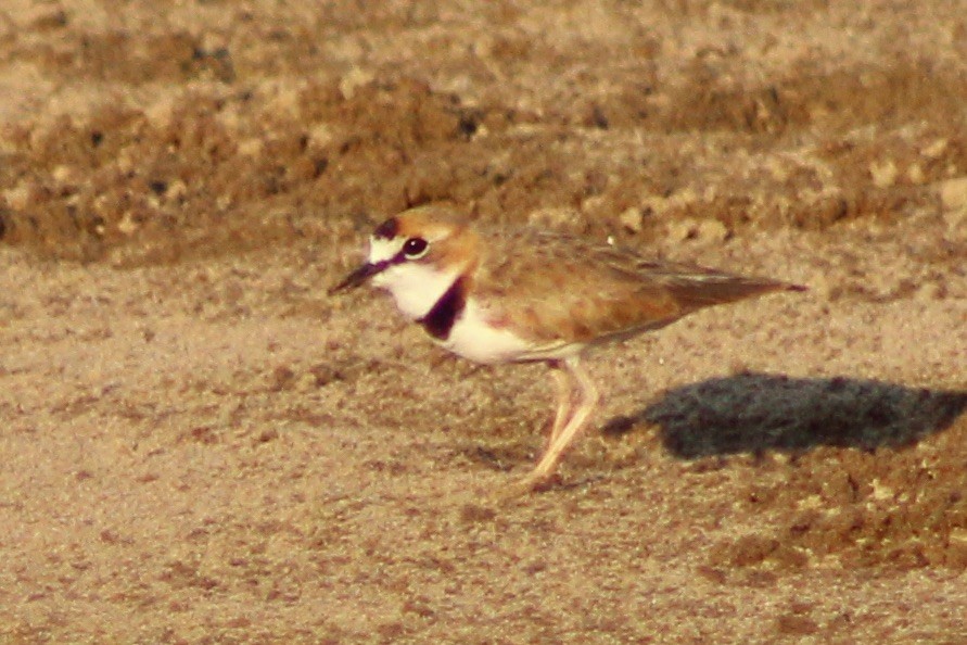 Collared Plover - ML609210265