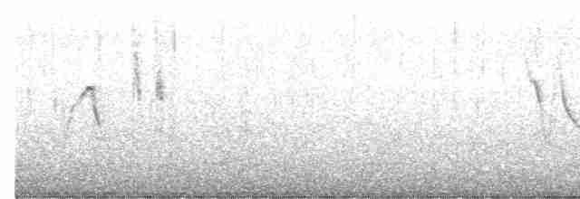Плиска біла (підвид personata) - ML609210817