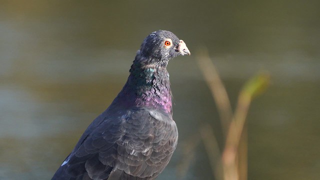 Rock Pigeon (Feral Pigeon) - ML609210889